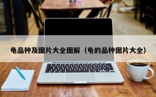 龟品种及图片大全图解（龟的品种图片大全）