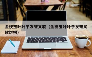 金枝玉叶叶子发皱又软（金枝玉叶叶子发皱又软烂根）